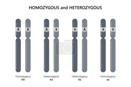 Ilustración de Homocigoto (AA, aa) y heterocigoto (Aa). - Imagen libre de derechos