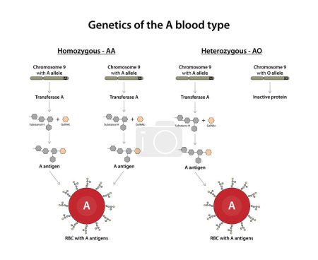 Ilustración de Genética del grupo sanguíneo A - Imagen libre de derechos