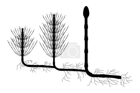 Illustration for Horsetail (Equisetum arvense) silhouette. - Royalty Free Image