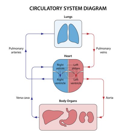 Foto de Diagrama del sistema circulatorio. Ilustración etiquetada. - Imagen libre de derechos