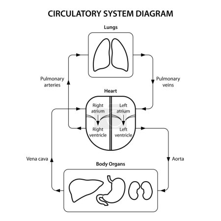 Illustration for Circulatory system diagram labeled. Black and white illustration. - Royalty Free Image