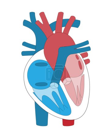 Structure of Human Heart Illustration