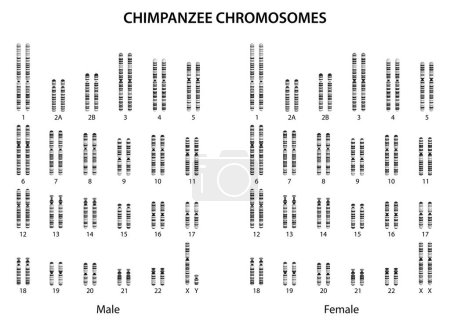 Ilustración de Genética animal. Cromosomas de chimpancé (cariotipo de chimpancé)). - Imagen libre de derechos