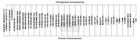 Ilustración de Comparación de cromosomas humanos y chimpancés. Cariotipos humanos y chimpancés. - Imagen libre de derechos