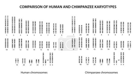 Ilustración de Comparación de cariotipos humanos y chimpancés: similitudes y diferencias - Imagen libre de derechos