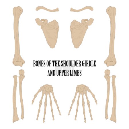 Illustration for Bones of the shoulder girdle and upper limbs. - Royalty Free Image