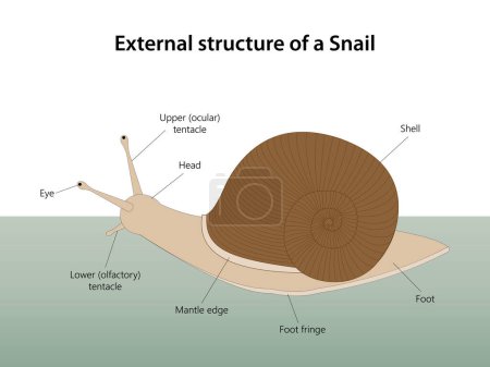 Téléchargez les illustrations : Structure externe d'un escargot - en licence libre de droit