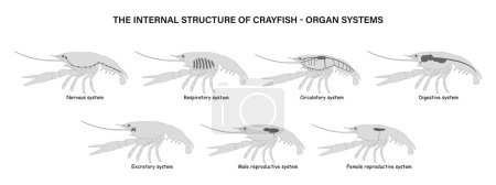 Ilustración de La estructura interna del cangrejo de río. Sistemas de órganos. - Imagen libre de derechos