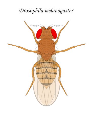 Téléchargez les illustrations : Mouche des fruits (Drosophila melanogaster), femelle. - en licence libre de droit