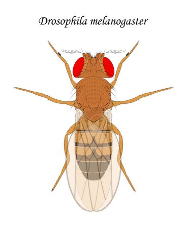 Illustration for Fruit fly (Drosophila melanogaster), male. - Royalty Free Image