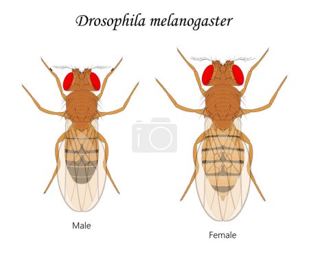 Téléchargez les illustrations : Mouches des fruits (Drosophila melanogaster), mâles et femelles. - en licence libre de droit
