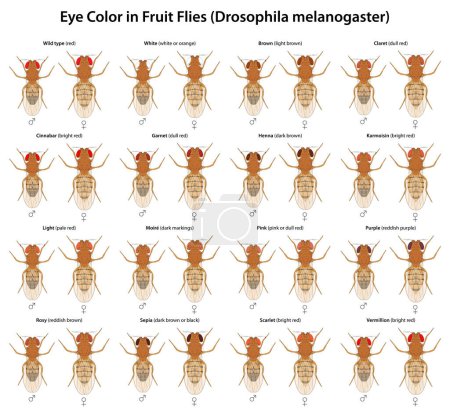 Téléchargez les illustrations : Couleur des yeux chez les mouches des fruits (Drosophila melanogaster) - en licence libre de droit