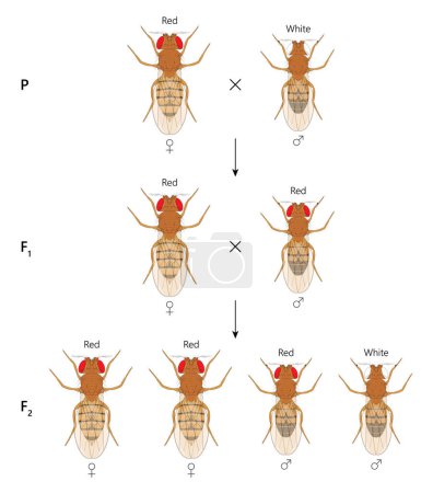 Illustration for X-linked inheritance. ross between Red-eyed female Fruit Fly (Drosophila melanogaster) and White-eyed male. - Royalty Free Image