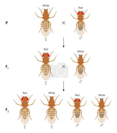 Illustration for X-linked inheritance. ross between White-eyed female Fruit Fly (Drosophila melanogaster) and Red-eyed male. - Royalty Free Image