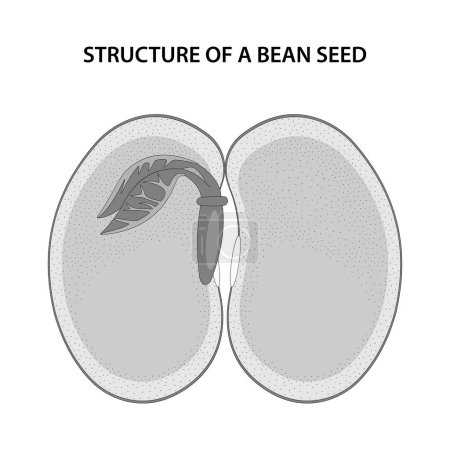 Téléchargez les illustrations : Structure d'une graine de haricot. Schéma non étiqueté. - en licence libre de droit