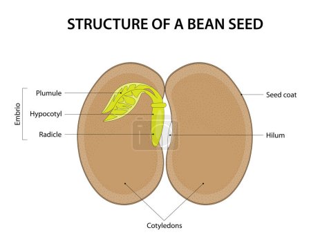 Téléchargez les illustrations : Structure d'une graine de haricot. Diagramme marqué. - en licence libre de droit