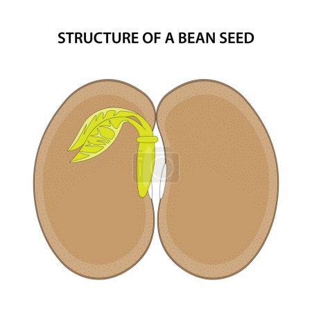 Illustration for Structure of a Bean Seed. Diagram unlabelled. - Royalty Free Image