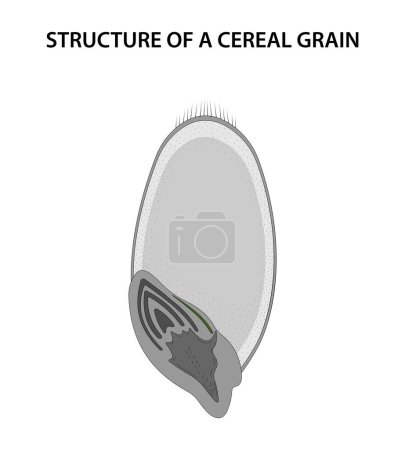 Téléchargez les illustrations : Structure d'un grain céréalier (caryopsis)). - en licence libre de droit