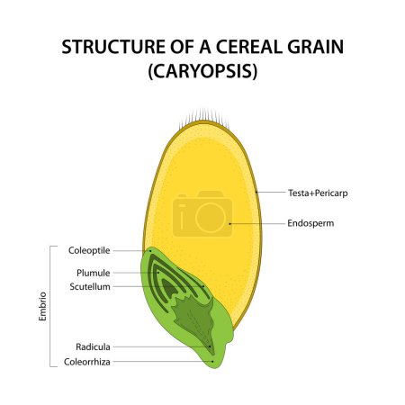 Téléchargez les illustrations : Structure d'un grain céréalier (caryopsis). Diagramme marqué. - en licence libre de droit
