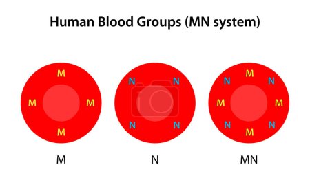 Téléchargez les illustrations : Groupes sanguins humains, système MN - en licence libre de droit