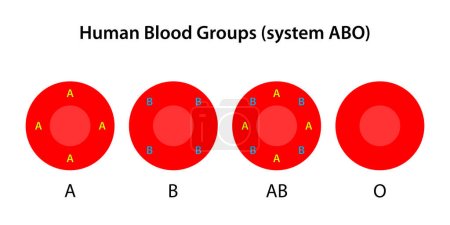 Téléchargez les illustrations : Groupes sanguins humains, système ABO - en licence libre de droit