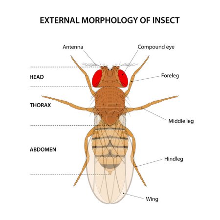 Illustration for External morphology of insect (fruit fly) - Royalty Free Image