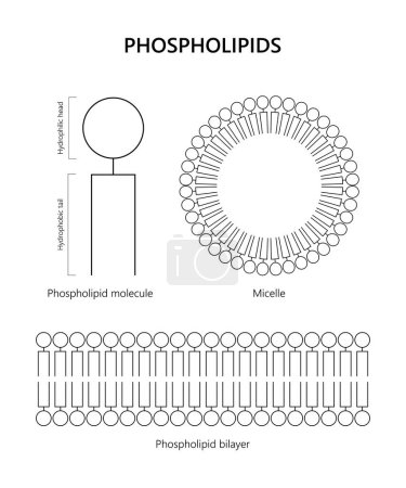 Illustration for Phospholipid molecule, Lipid bilayer, Micelle (black and white) - Royalty Free Image