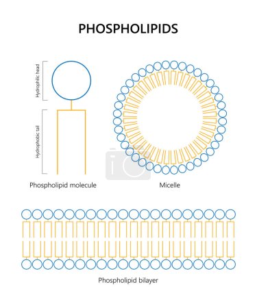 Illustration for Phospholipid molecule, Lipid bilayer, Micelle (colors) - Royalty Free Image