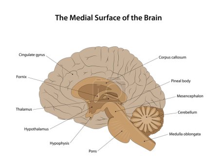 Illustration for The Medial Surface of the Brain. Labelled diagram. - Royalty Free Image