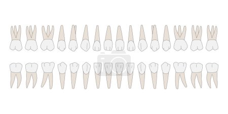 Ilustración de 32 dientes permanentes: 8 incisivos, 4 caninos, 8 premolares, 12 molares - Imagen libre de derechos
