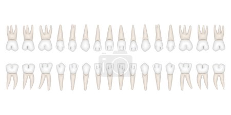 Ilustración de 32 dientes permanentes: 8 incisivos, 4 caninos, 8 premolares, 12 molares - Imagen libre de derechos