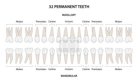 32 dientes permanentes: 8 incisivos, 4 caninos, 8 premolares, 12 molares