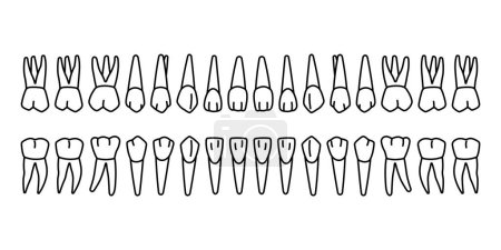 Téléchargez les illustrations : Plan de 32 dents permanentes : 8 incisives, 4 canines, 8 prémolaires, 12 molaires - en licence libre de droit