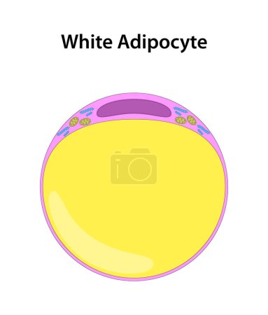 Illustration for White Adipocyte (White Fat Cell). - Royalty Free Image