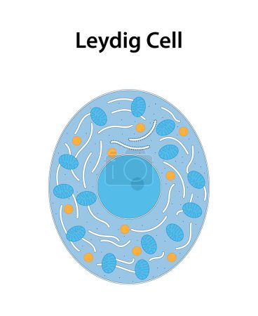 Illustration for Leydig cell: A type of cell found in the testicles (testes) that is responsible for producing testosterone, the primary male sex hormone. - Royalty Free Image