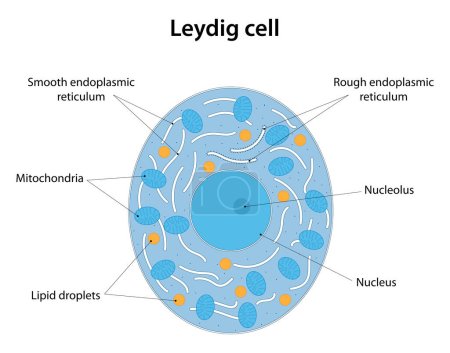 Illustration for Leydig cell. The cell of the testes that produce testosterone. Labelled diagram. - Royalty Free Image