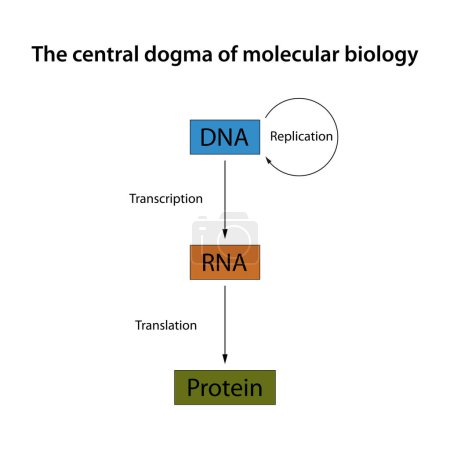 Ilustración de Dogma central de la biología molecular - Imagen libre de derechos