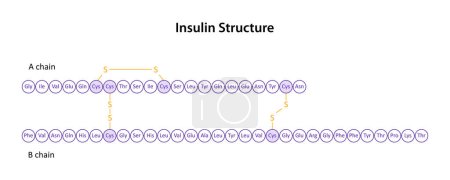 Illustration for Structure of Human insulin (peptide hormone) - Royalty Free Image