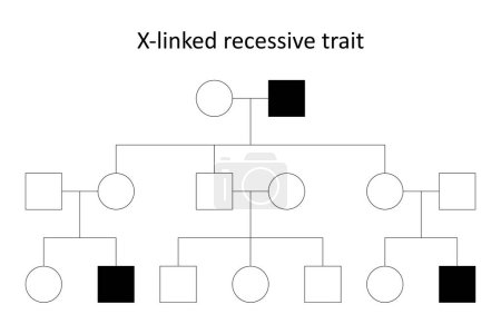 Pedigree. X-linked recessive trait.