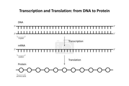 Ilustración de Transcripción y traducción: del ADN a la proteína - Imagen libre de derechos
