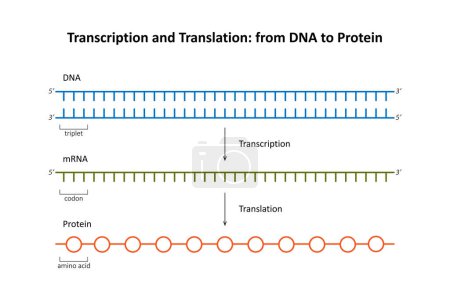 Téléchargez les illustrations : Transcription et traduction : de l'ADN aux protéines - en licence libre de droit