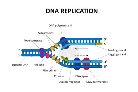 Téléchargez les illustrations : Processus de réplication d'ADN. Schéma scientifique. - en licence libre de droit