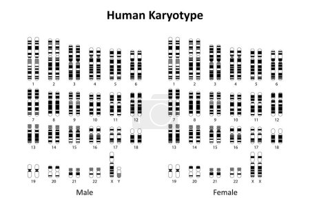 Caryotype humain (mâle et femelle))