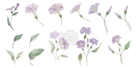 Illustration for Watercolor floral set. Hand drawn illustration isolated on transparent background.Vector EPS. - Royalty Free Image