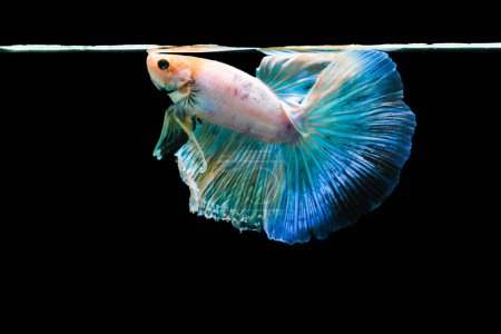 Photo for Bright blue halfmoon betta fish swimming beautifully, isolated on black background - Royalty Free Image