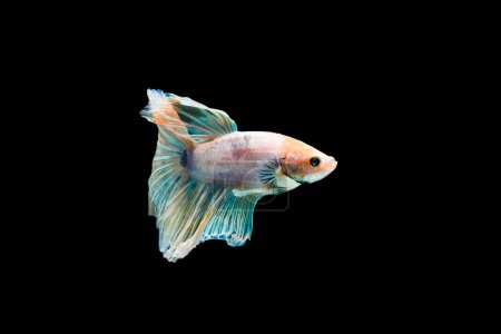Photo for Bright blue halfmoon betta fish swimming beautifully, isolated on black background - Royalty Free Image