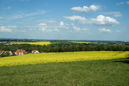 Landscape with blue cloudy skay and rapessed field