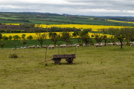 Landscape with sheep and a wooden cart