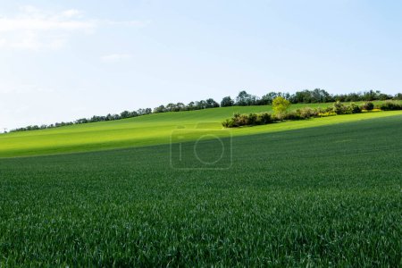 Landscape with green field in contrasting colors