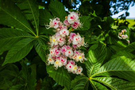Chestnut flowers and tree leaves closeup